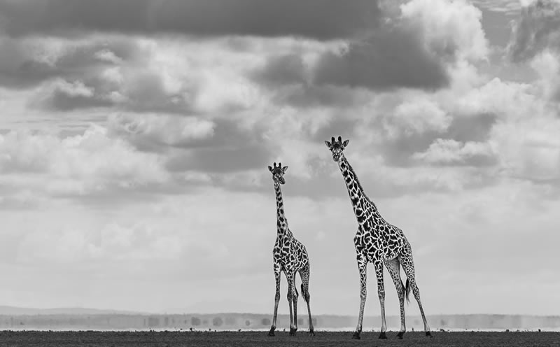 Wildlife Monochrome Photography Awards