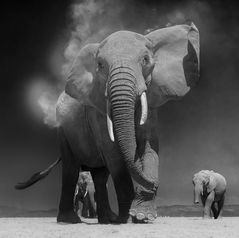 Wildlife Monochrome Photography Awards