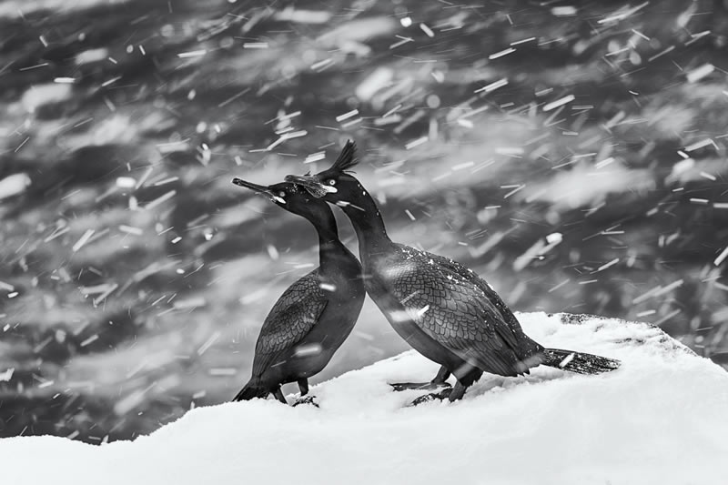 Wildlife Monochrome Photography Awards