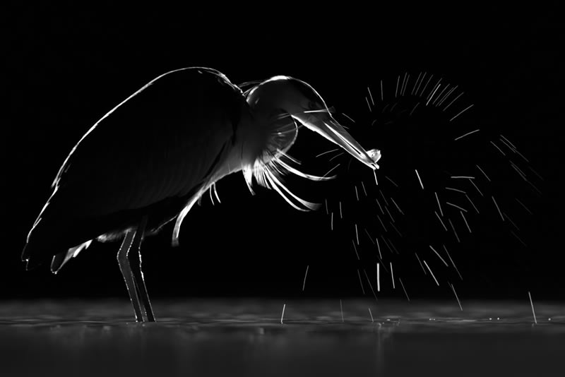 Wildlife Monochrome Photography Awards