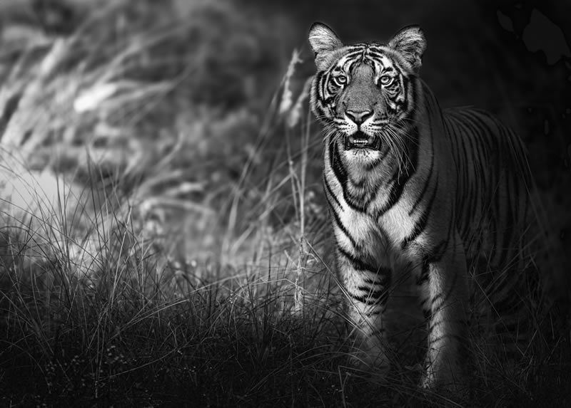 Wildlife Monochrome Photography Awards