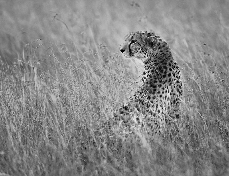 Wildlife Monochrome Photography Awards