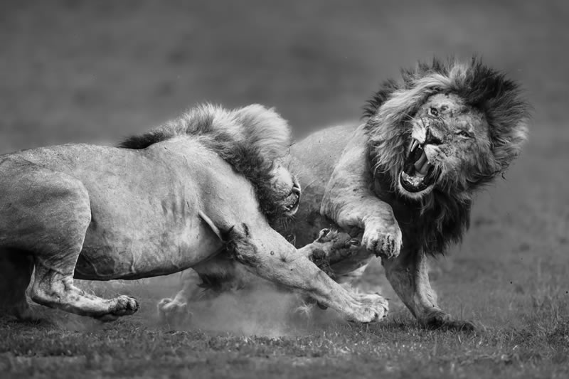 Wildlife Monochrome Photography Awards