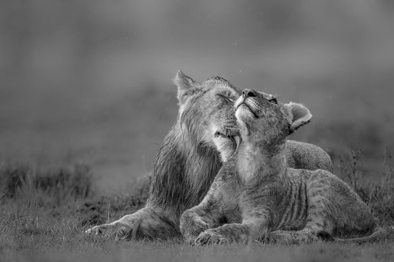 Wildlife Monochrome Photography Awards