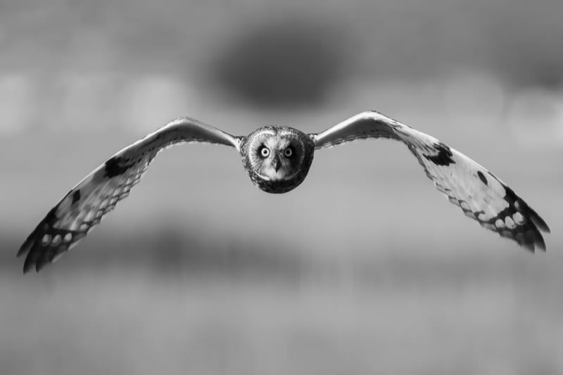 Wildlife Monochrome Photography Awards