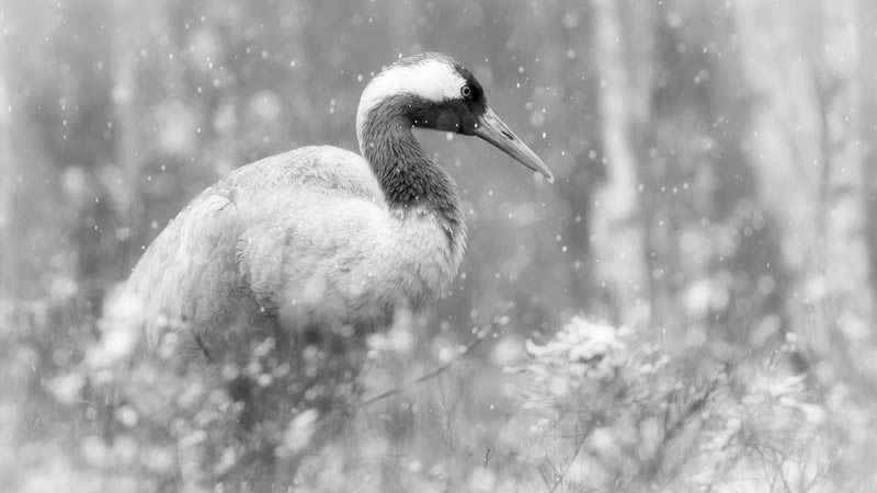 Wildlife Monochrome Photography Awards