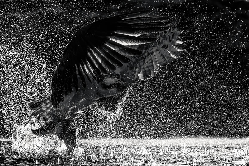 Wildlife Monochrome Photography Awards