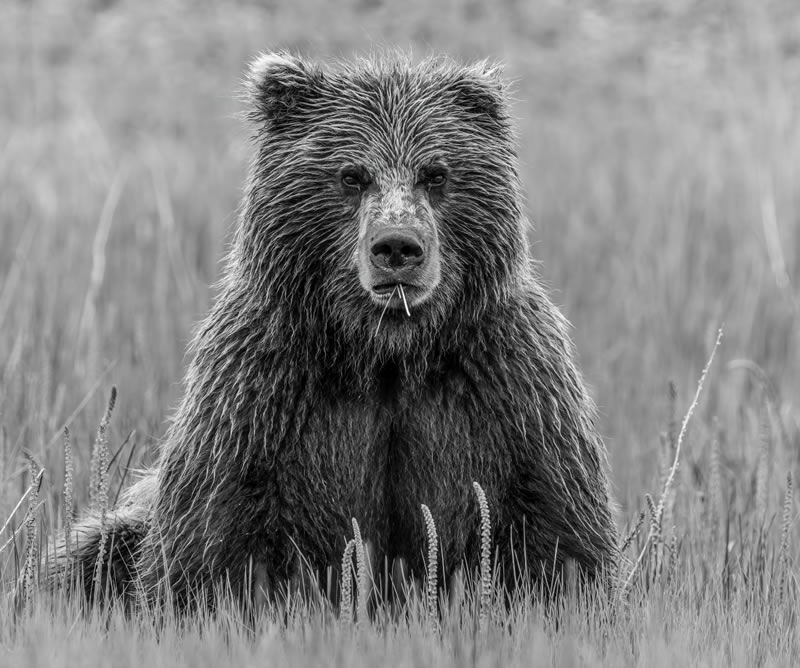 Wildlife Monochrome Photography Awards