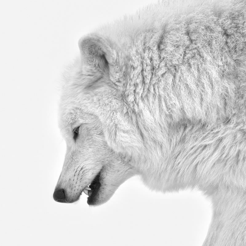 Wildlife Monochrome Photography Awards