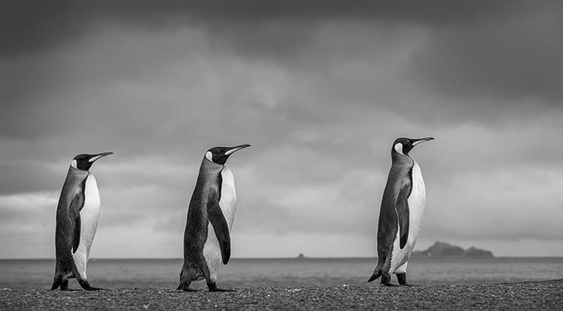 Wildlife Monochrome Photography Awards