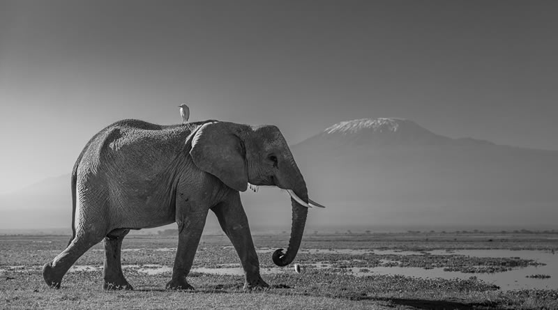 Wildlife Monochrome Photography Awards