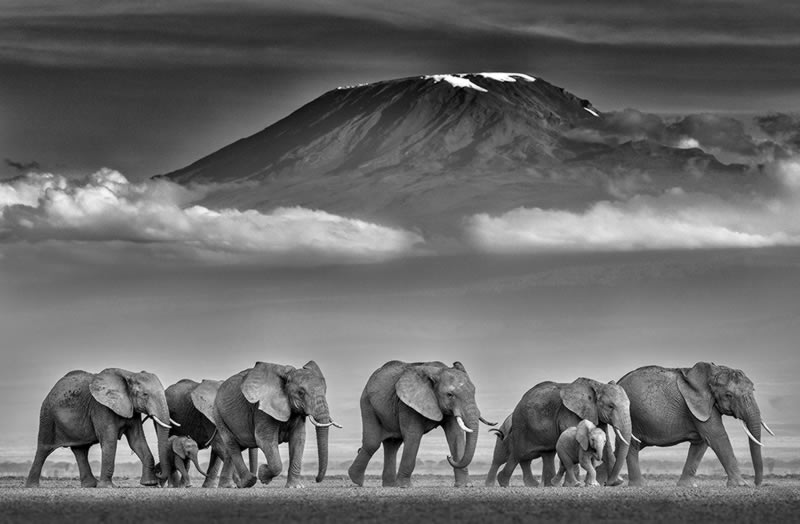 2024 Best Award Winning Wildlife Photography