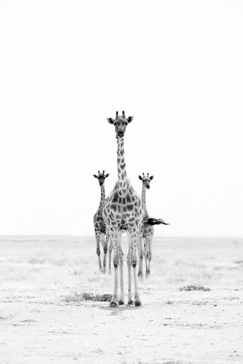 Wildlife Monochrome Photography Awards