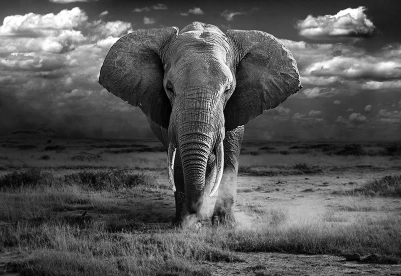 Wildlife Monochrome Photography Awards