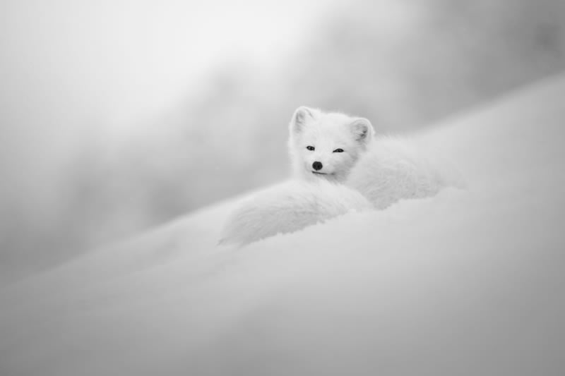 Wildlife Monochrome Photography Awards