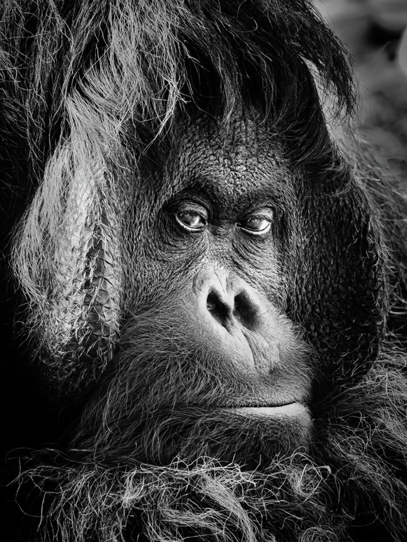 Wildlife Monochrome Photography Awards