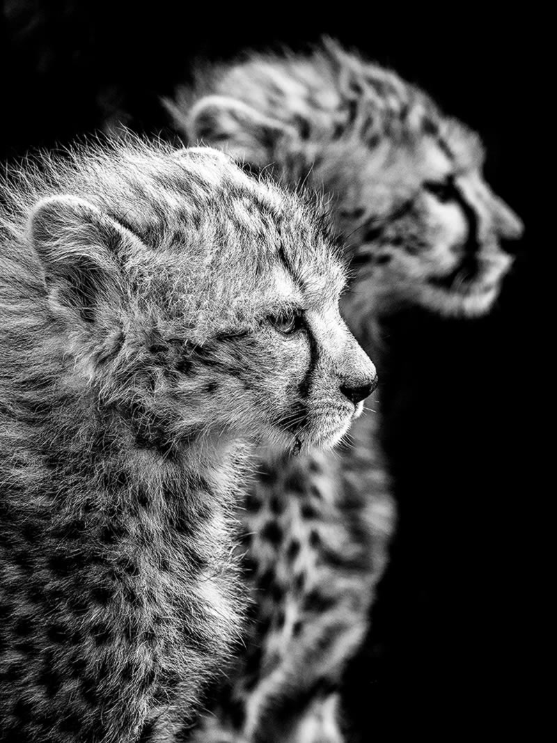 Wildlife Monochrome Photography Awards