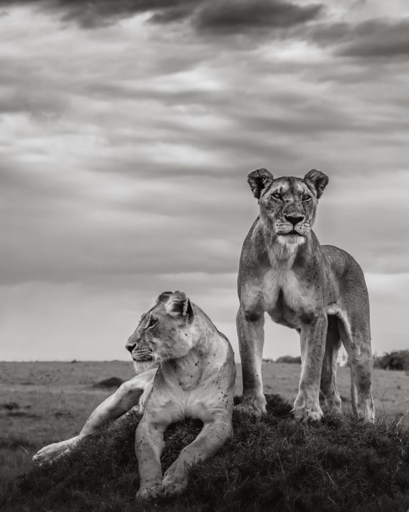 Wildlife Monochrome Photography Awards