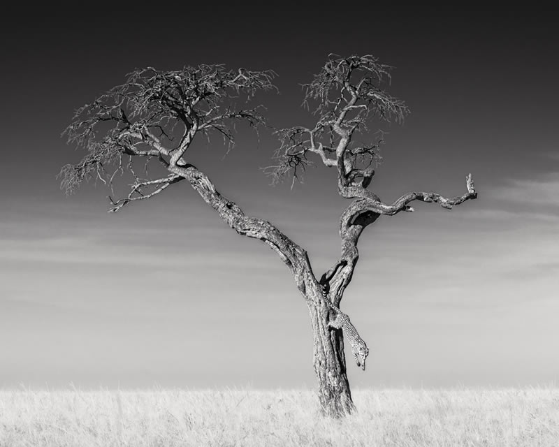 Wildlife Monochrome Photography Awards