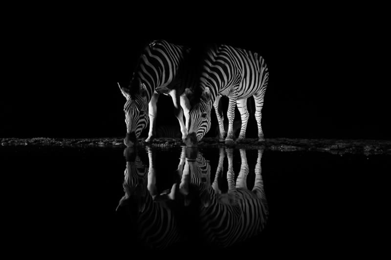 Wildlife Monochrome Photography Awards