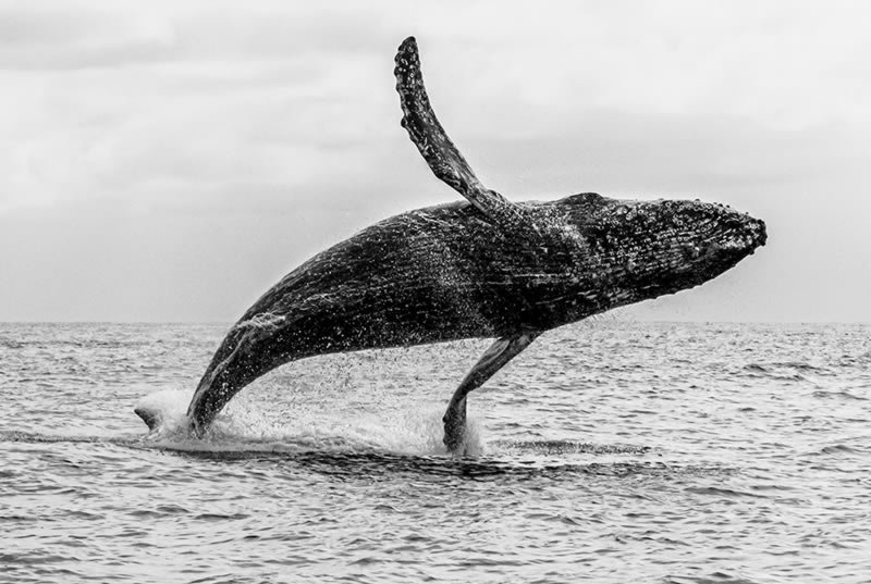 Wildlife Monochrome Photography Awards