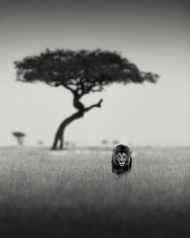 Wildlife Monochrome Photography Awards