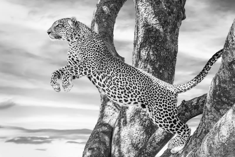 Wildlife Monochrome Photography Awards