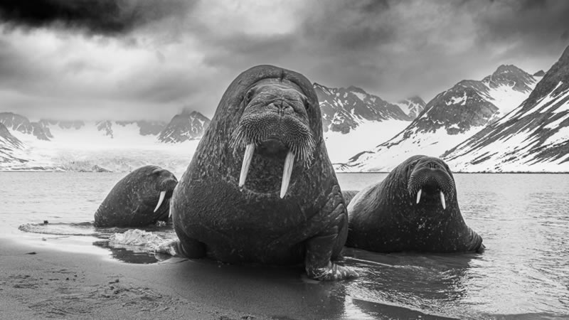 Wildlife Monochrome Photography Awards