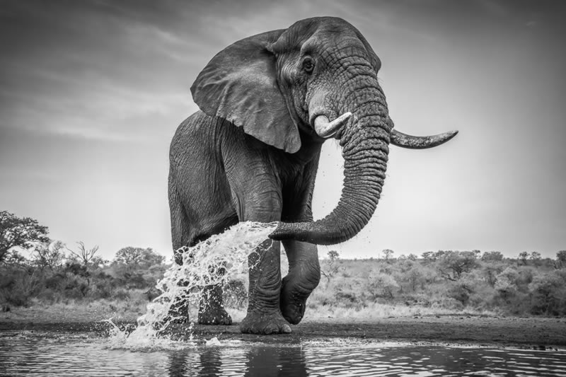 Wildlife Monochrome Photography Awards