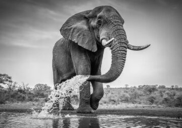 Wildlife Monochrome Photography Awards