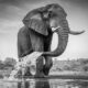 Wildlife Monochrome Photography Awards