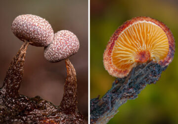 Macro Photos Of Fungi By Alison Pollack