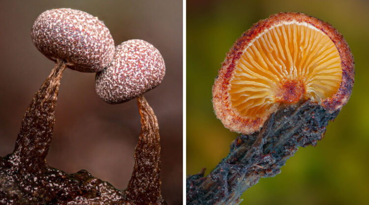 Macro Photos Of Fungi By Alison Pollack