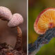 Macro Photos Of Fungi By Alison Pollack