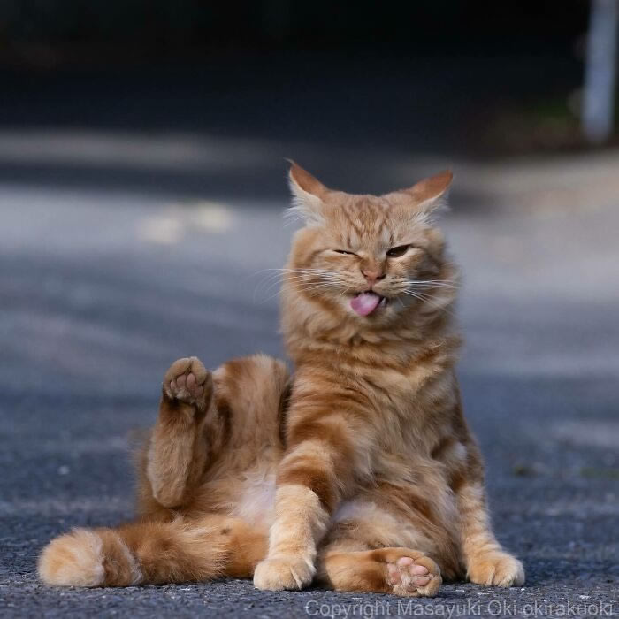 Hillarious And Playful Side Of Cats By Masayuki Oki 