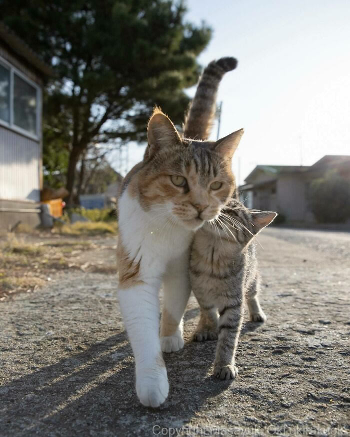 Hillarious And Playful Side Of Cats By Masayuki Oki 