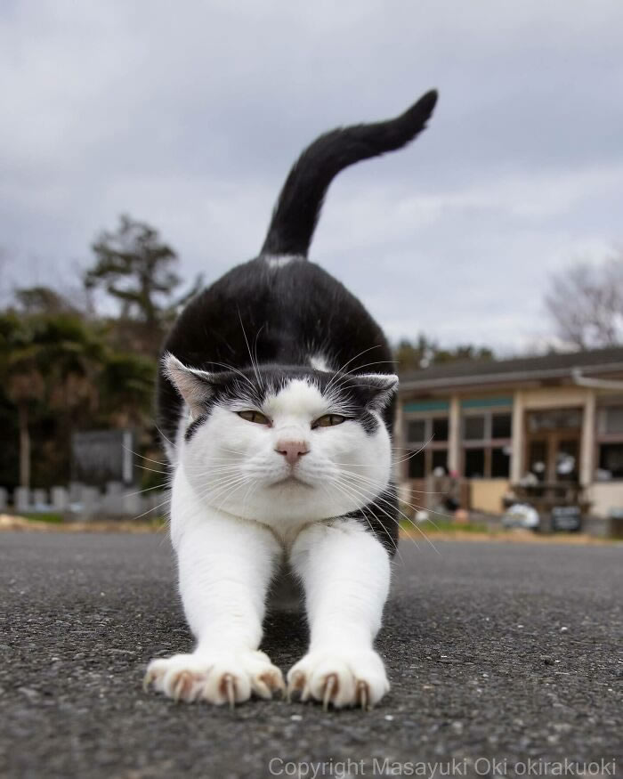 Hillarious And Playful Side Of Cats By Masayuki Oki 