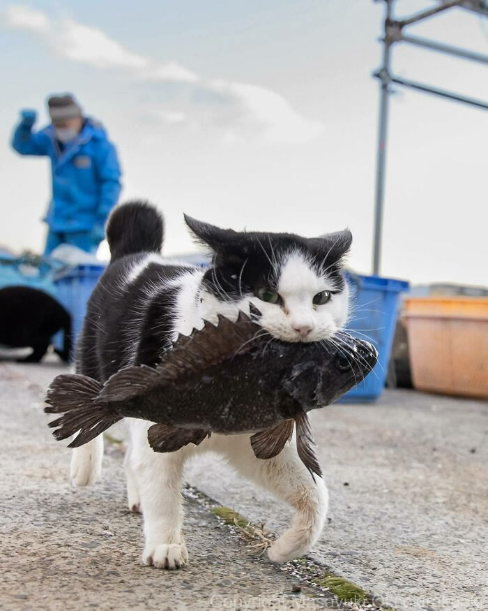 Hillarious And Playful Side Of Cats By Masayuki Oki 