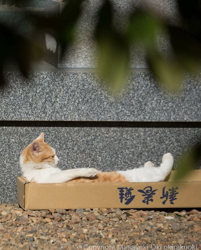 Hillarious And Playful Side Of Cats By Masayuki Oki 