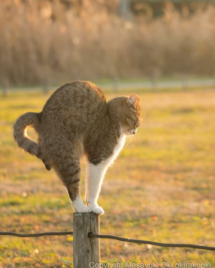 Hillarious And Playful Side Of Cats By Masayuki Oki 