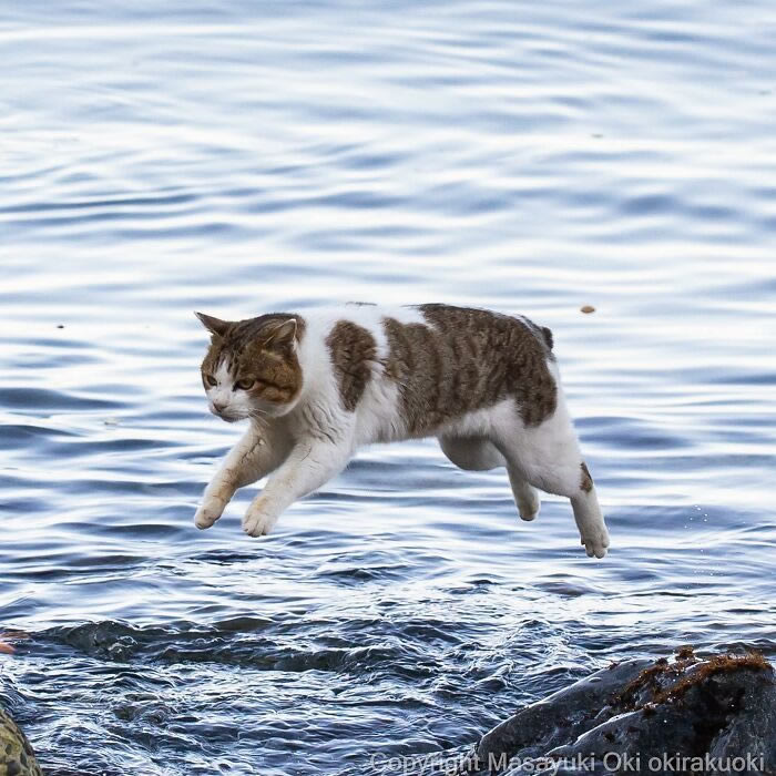 Hillarious And Playful Side Of Cats By Masayuki Oki 