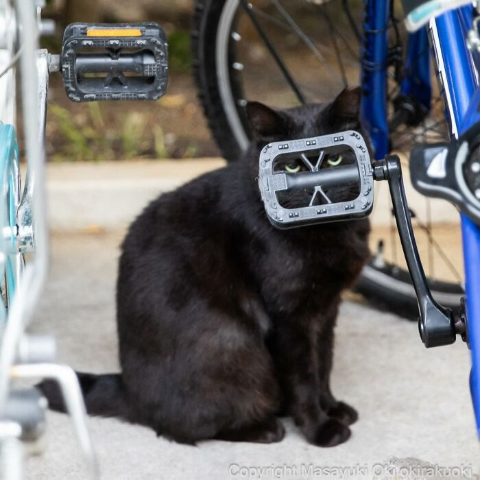 Hillarious And Playful Side Of Cats By Masayuki Oki 