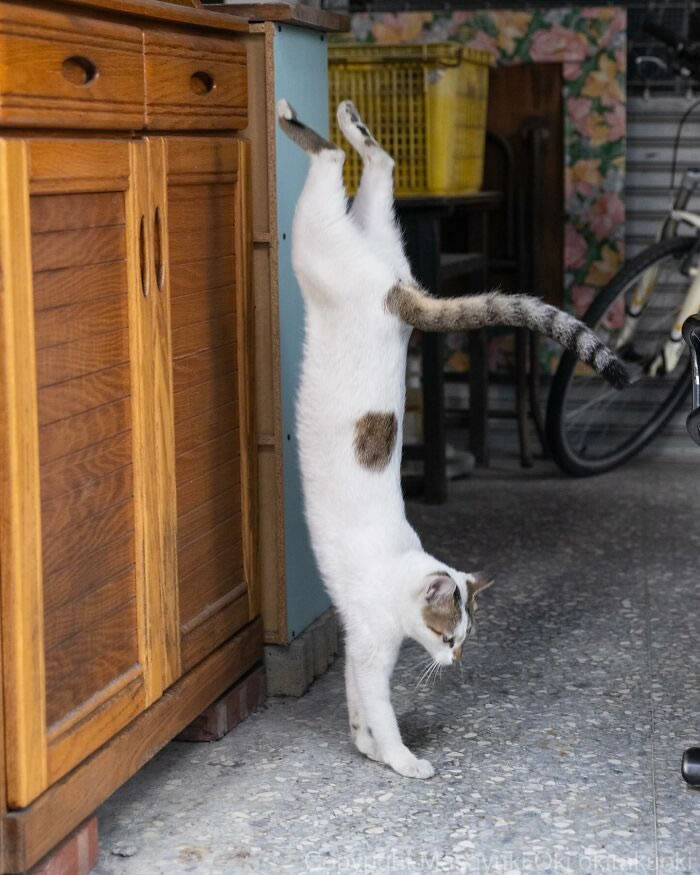 Hillarious And Playful Side Of Cats By Masayuki Oki 