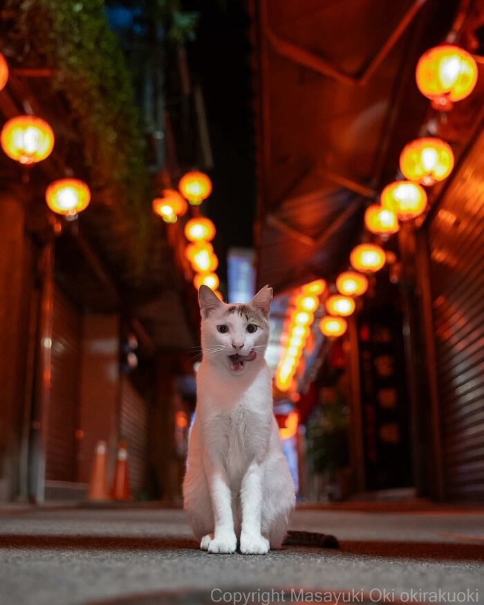 Hillarious And Playful Side Of Cats By Masayuki Oki 