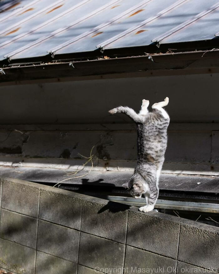 Hillarious And Playful Side Of Cats By Masayuki Oki 