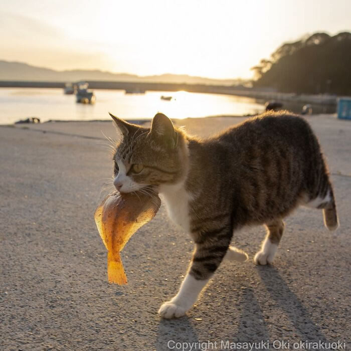 Hillarious And Playful Side Of Cats By Masayuki Oki 