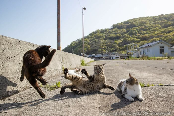 Hillarious And Playful Side Of Cats By Masayuki Oki 