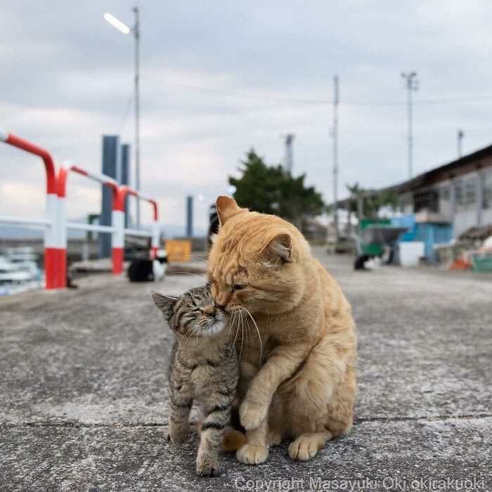 Hillarious And Playful Side Of Cats By Masayuki Oki 