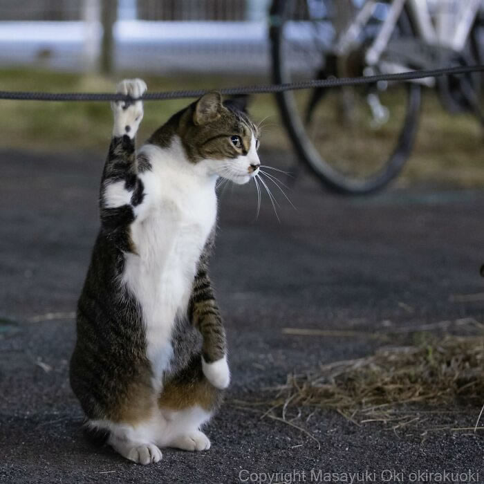 Hillarious And Playful Side Of Cats By Masayuki Oki 