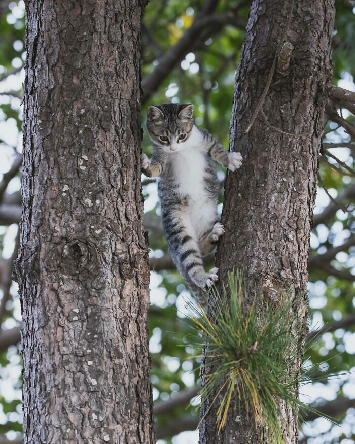 Hillarious And Playful Side Of Cats By Masayuki Oki 